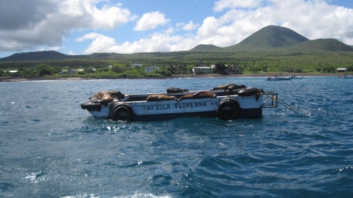 Sea lions sunbathing on a boat off a little island in the Galapagos - taken by me